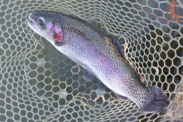 1月14日（水）三鷹市　kazu53さん