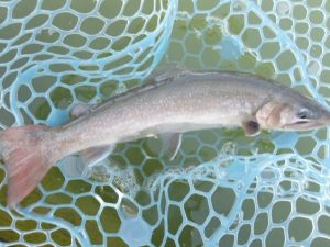 1月30日（金）三鷹市　kazu53　さん