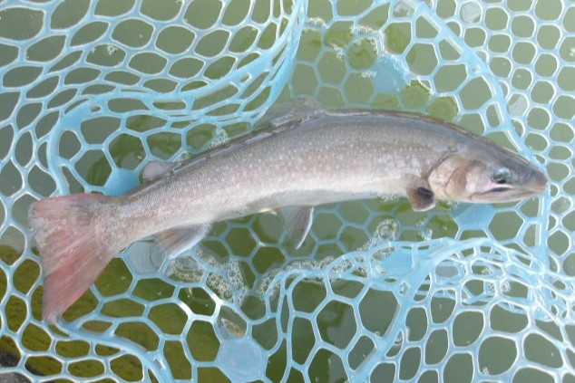 1月30日（金）三鷹市　kazu53　さん