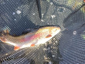 1月18日（日）放流情報