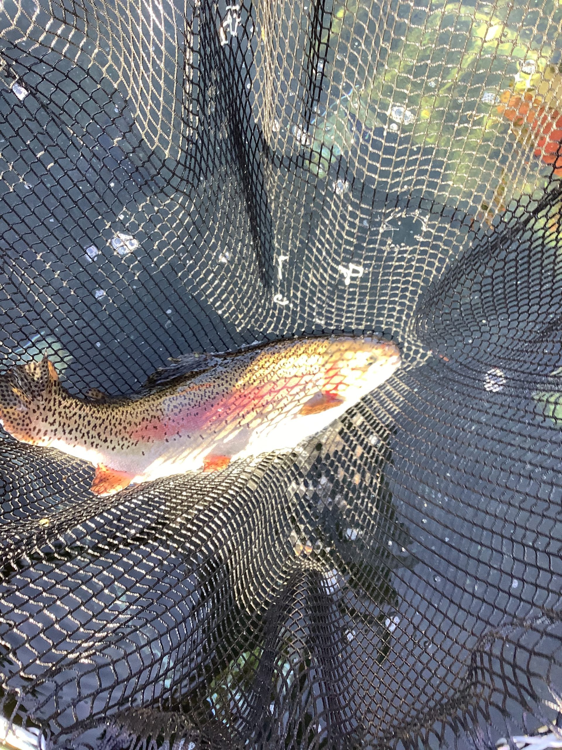 1月18日（日）放流情報