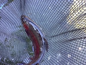 １月24日（土）放流情報