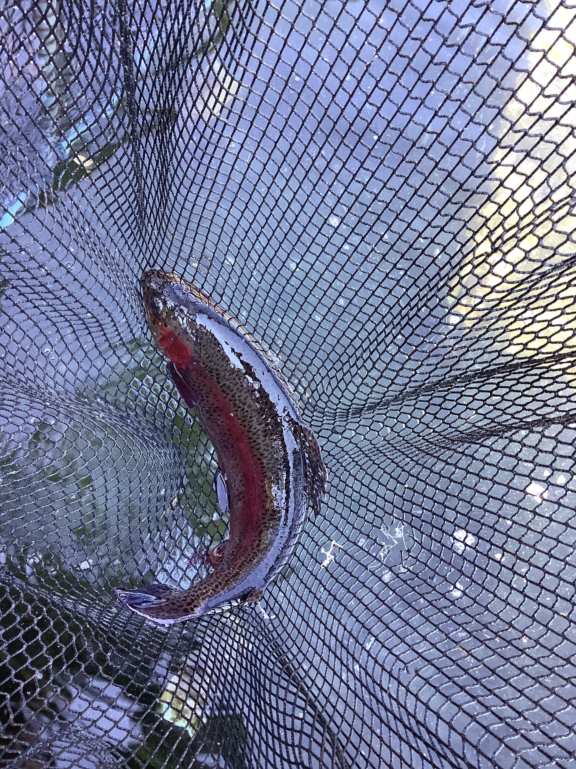 １月24日（土）放流情報