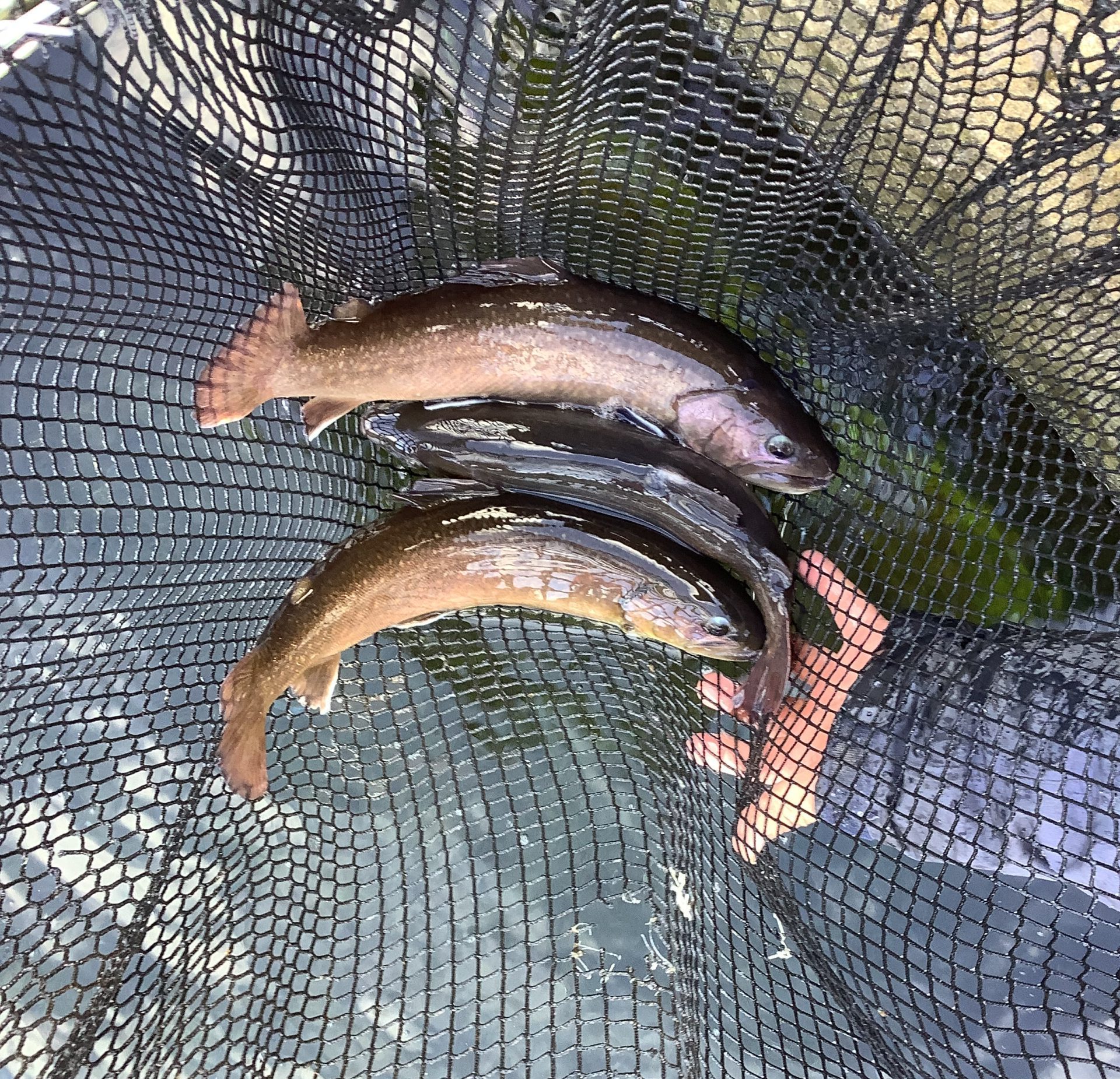 1月25日（日）放流情報