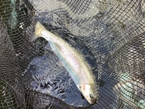 1月2日（金）放流情報