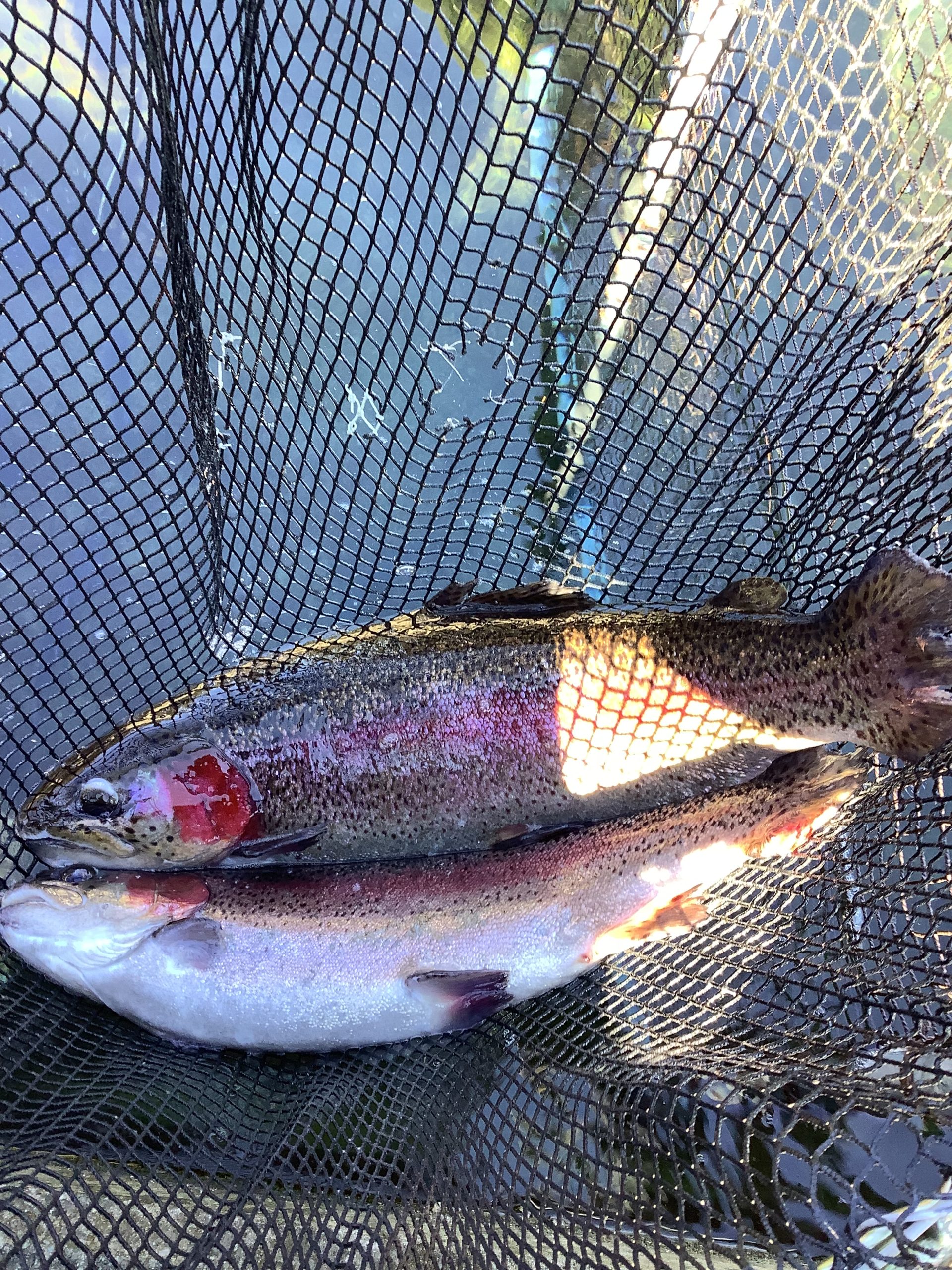 1月10日（土）放流情報