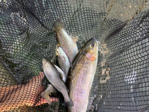 1月11日（日）放流情報