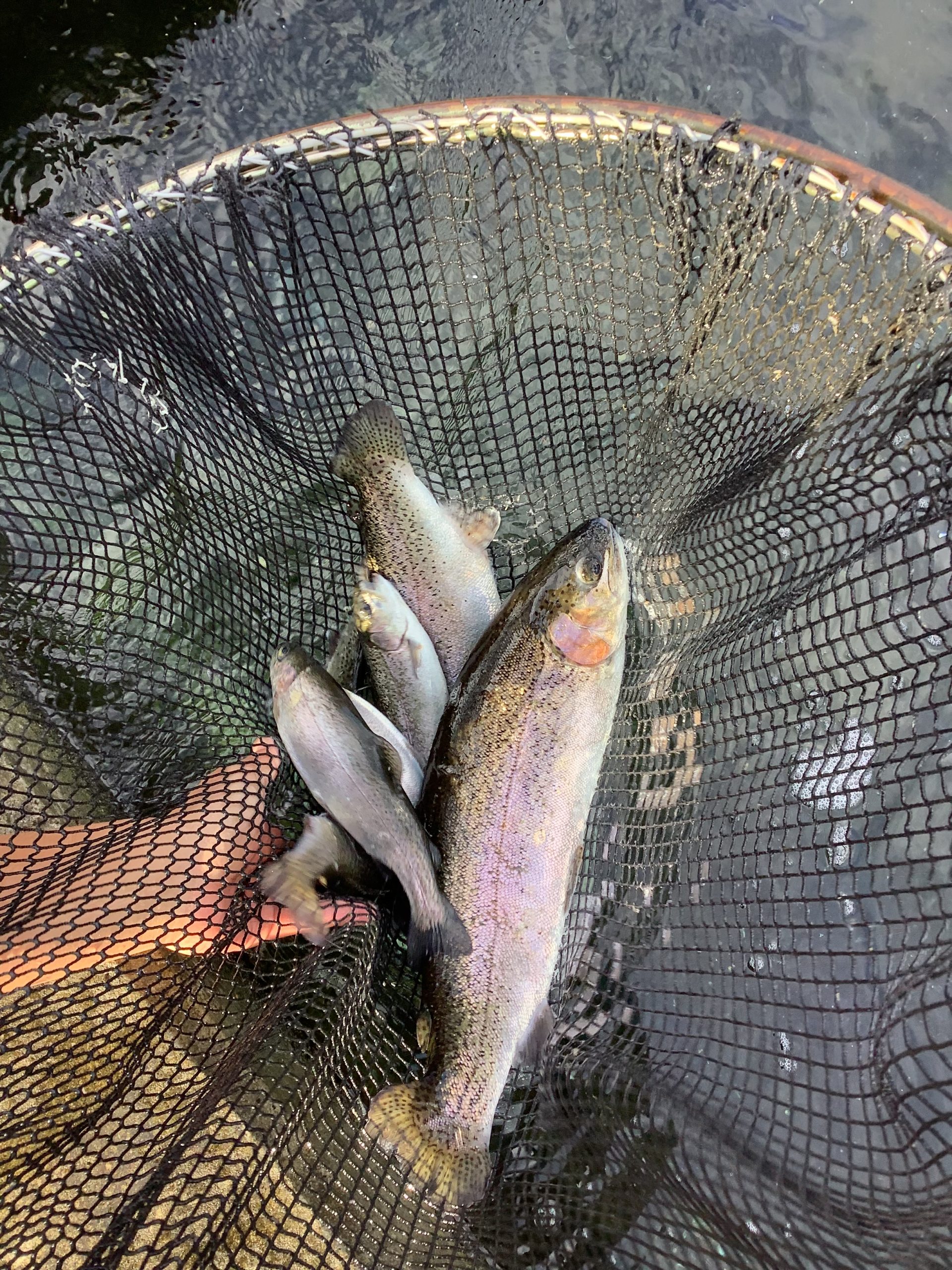 1月11日（日）放流情報