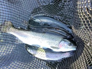 2月14日（土）放流情報