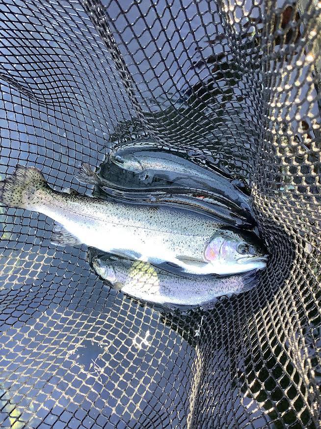 2月14日（土）放流情報