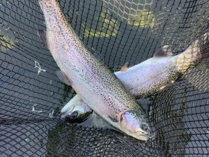 2月23日（月・祝）　放流情報