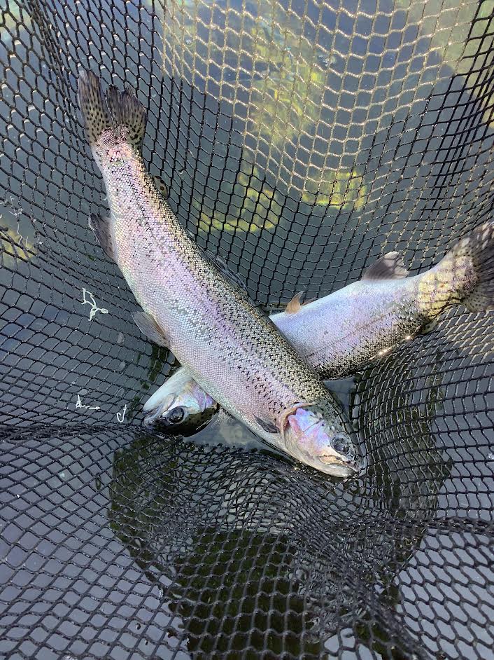 2月23日（月・祝）　放流情報