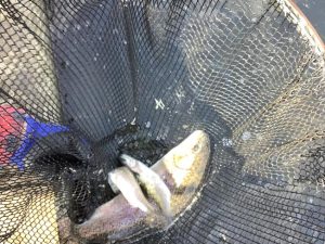 2月28日（土）放流情報