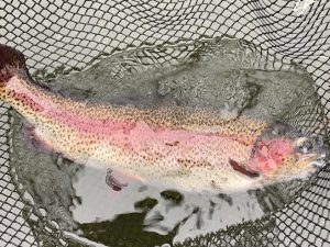 2月7日（土）　放流情報