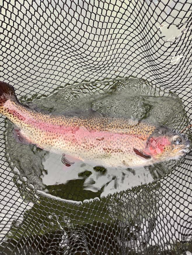 2月7日（土）　放流情報