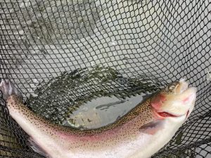 2月８日（日）　放流情報