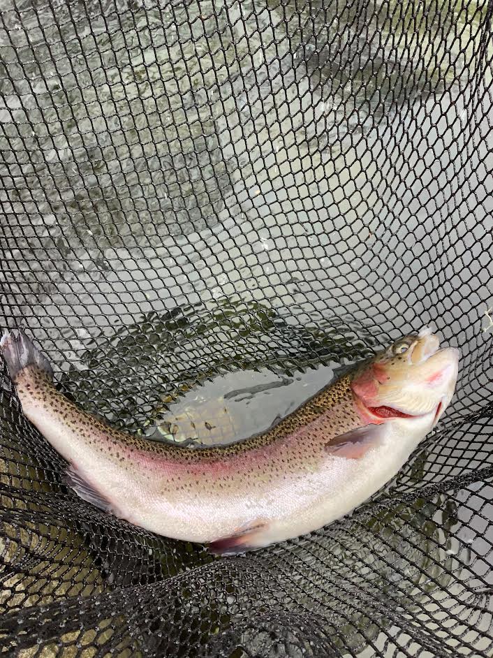 2月８日（日）　放流情報