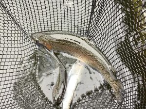 2月11日（水・祝）　放流情報