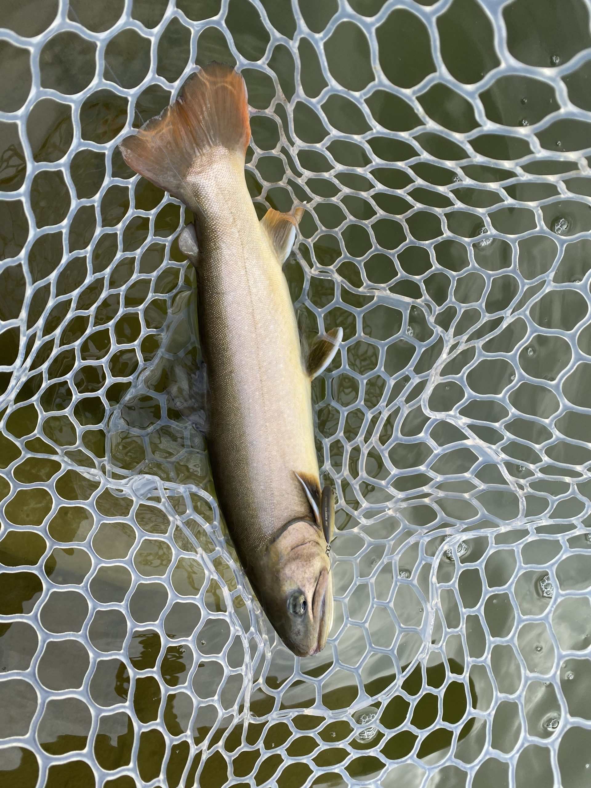 2月24日(火)　坂戸市　タロヤンさん