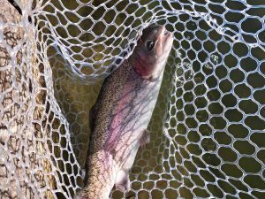 １月31日（土）稲城市　さかいさん