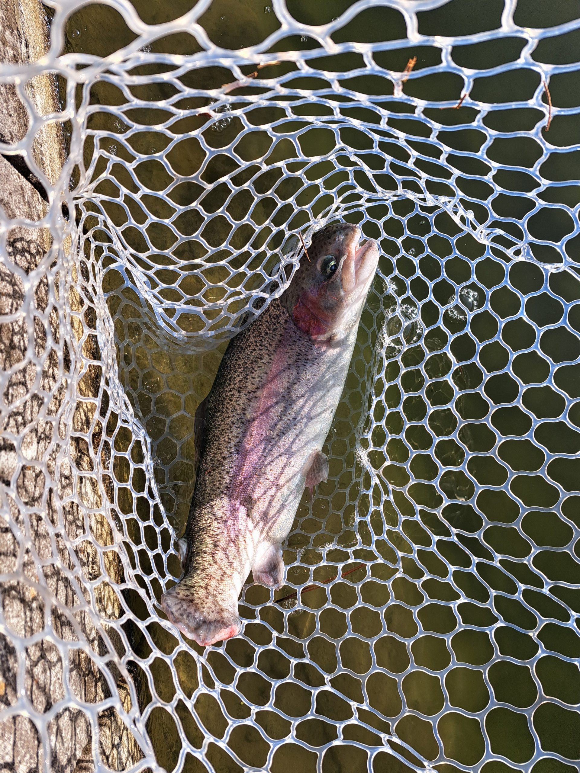 １月31日（土）稲城市　さかいさん