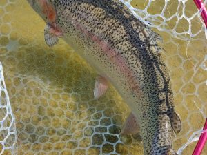 2月1日（日）武蔵野市　武蔵野金魚さん