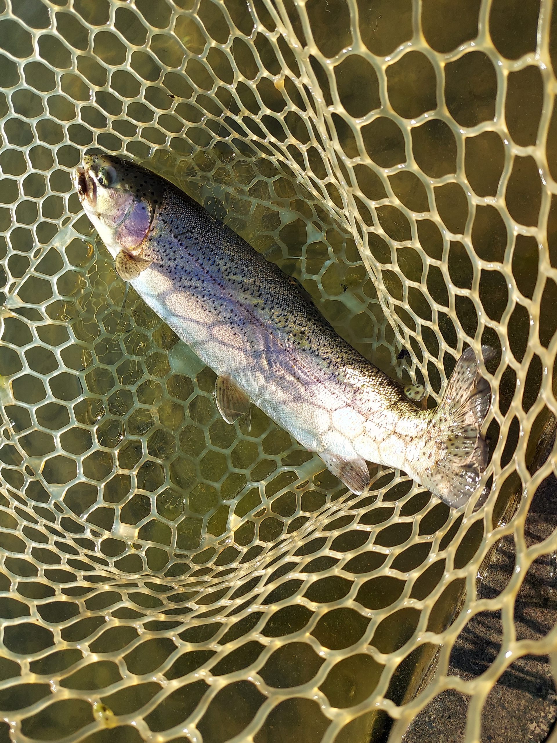 2月4日（水）八王子市　平山さん