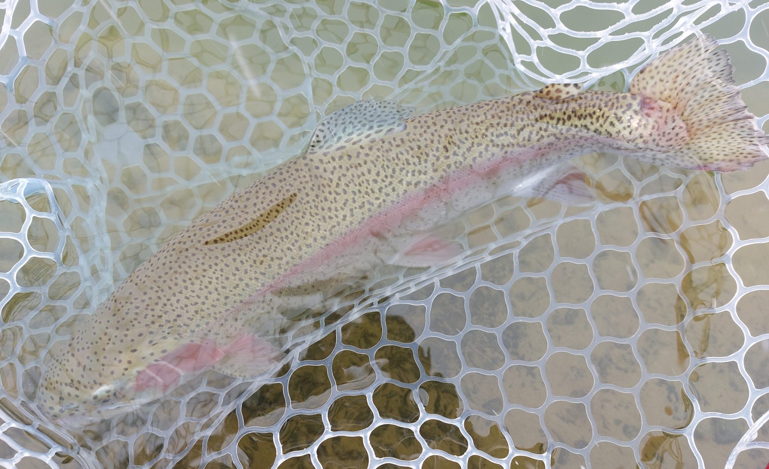 2月８日（日）武蔵野市　武蔵野君さん