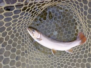 2月11日（水）八王子市　平山さん