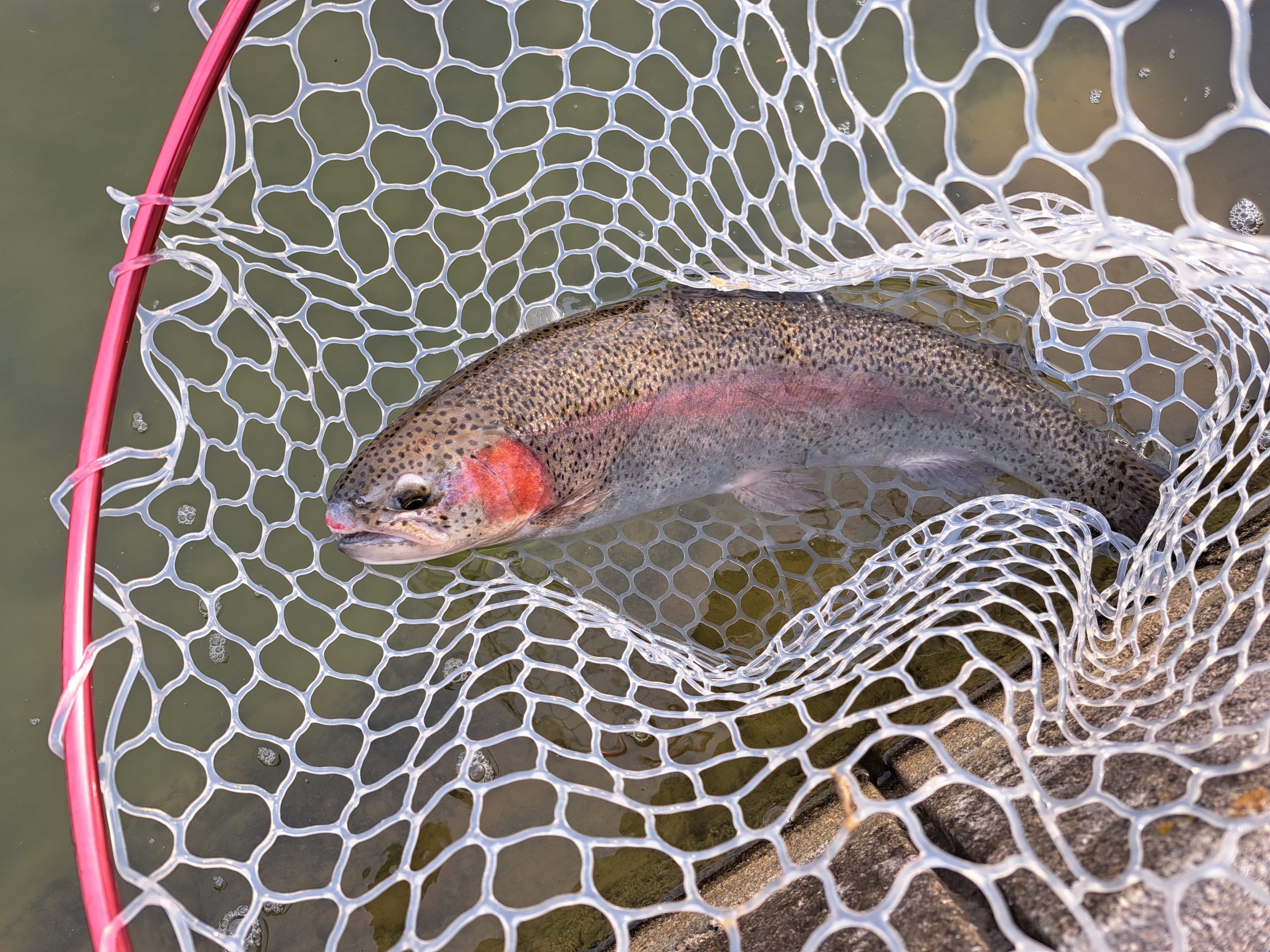 2月14日（土）稲城市　さかい　さん