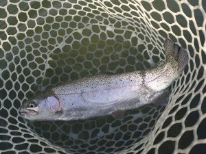 2月15日（日」）坂戸市　イチローさん