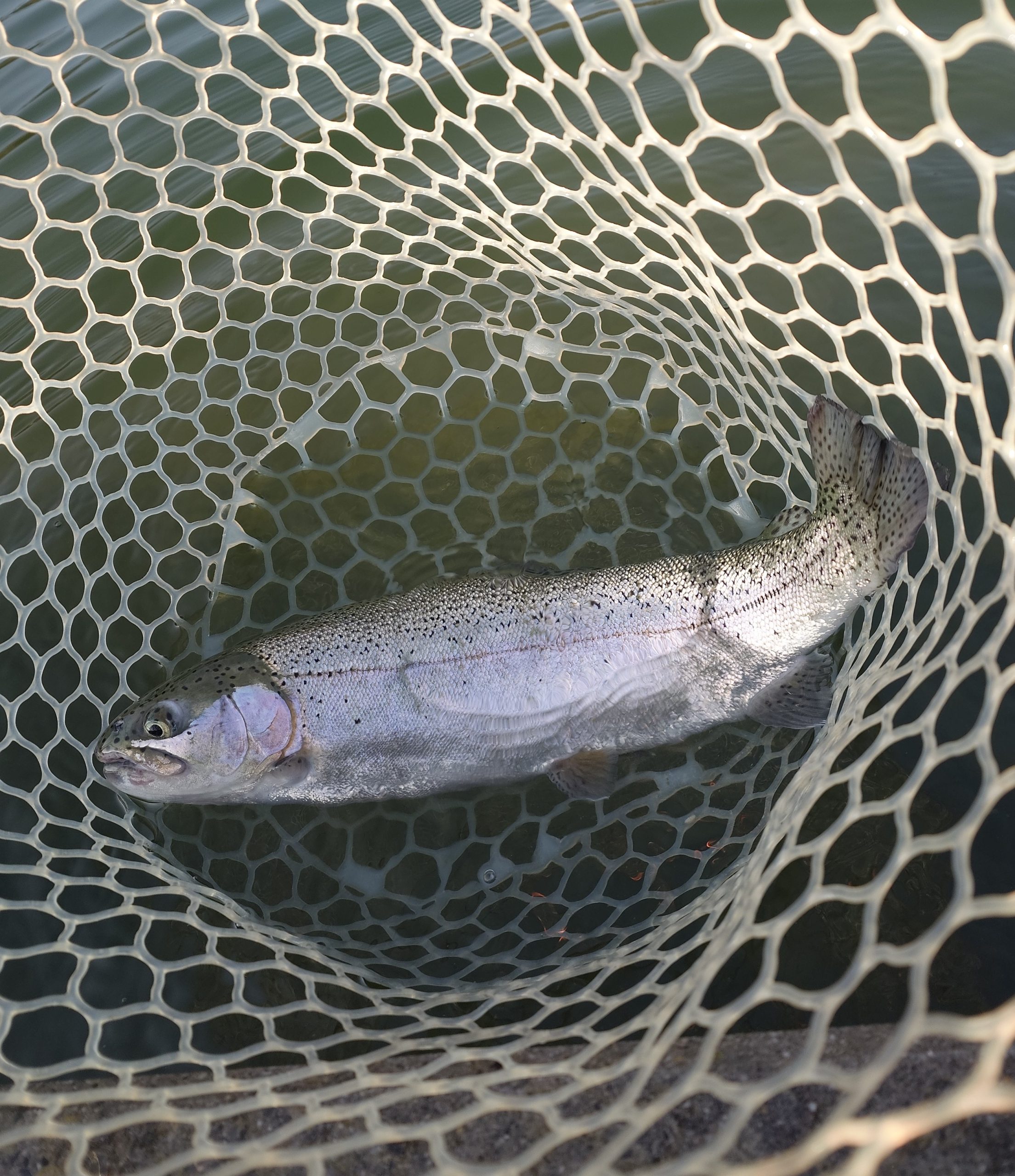 2月15日（日」）坂戸市　イチローさん