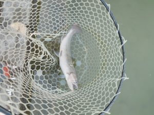 2月15日(日)　立川市　たかちゃんさん