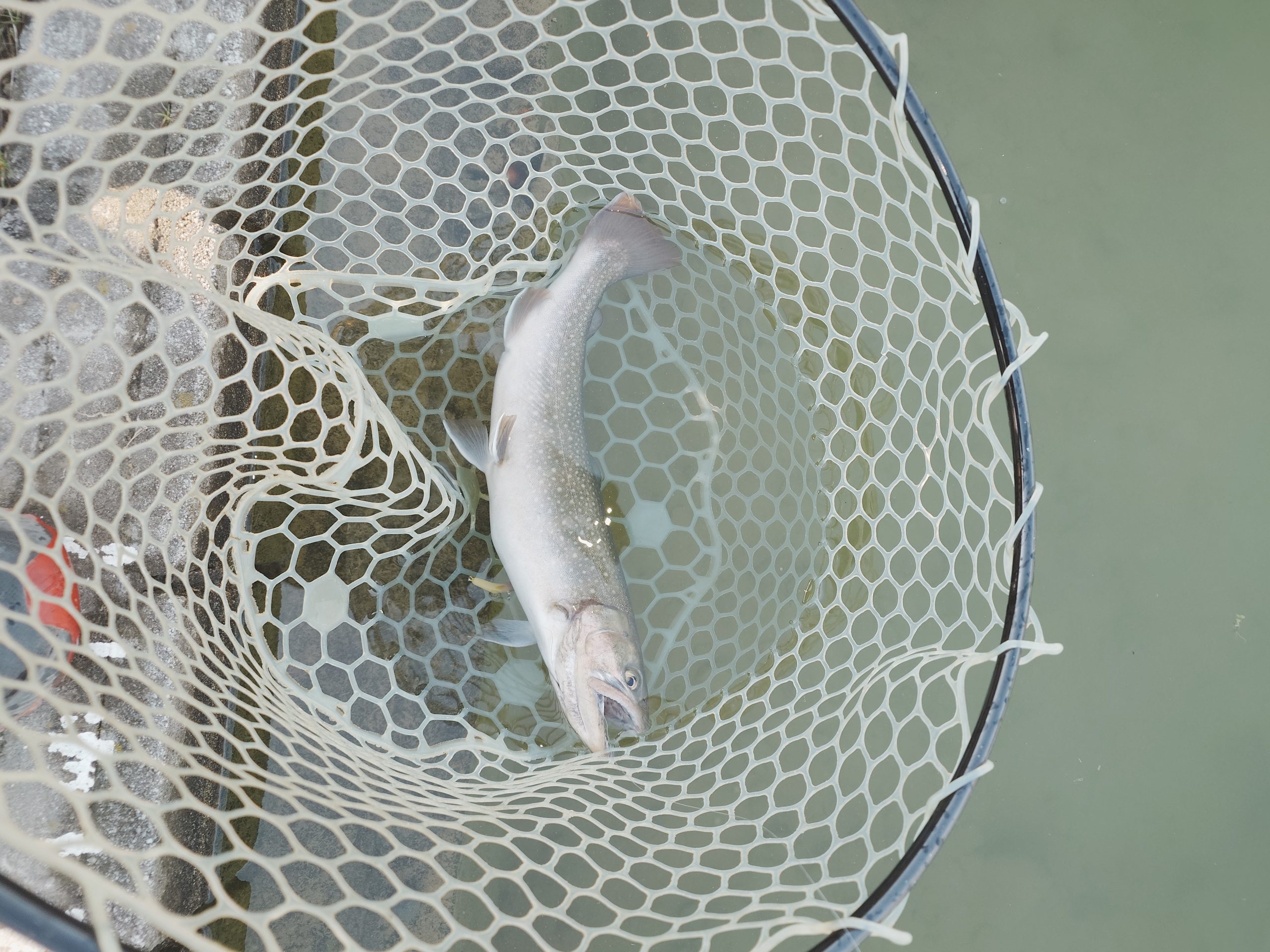 2月15日(日)　立川市　たかちゃんさん