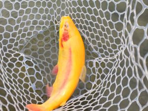 2月20日（金）八王子市　ウスイ　さん