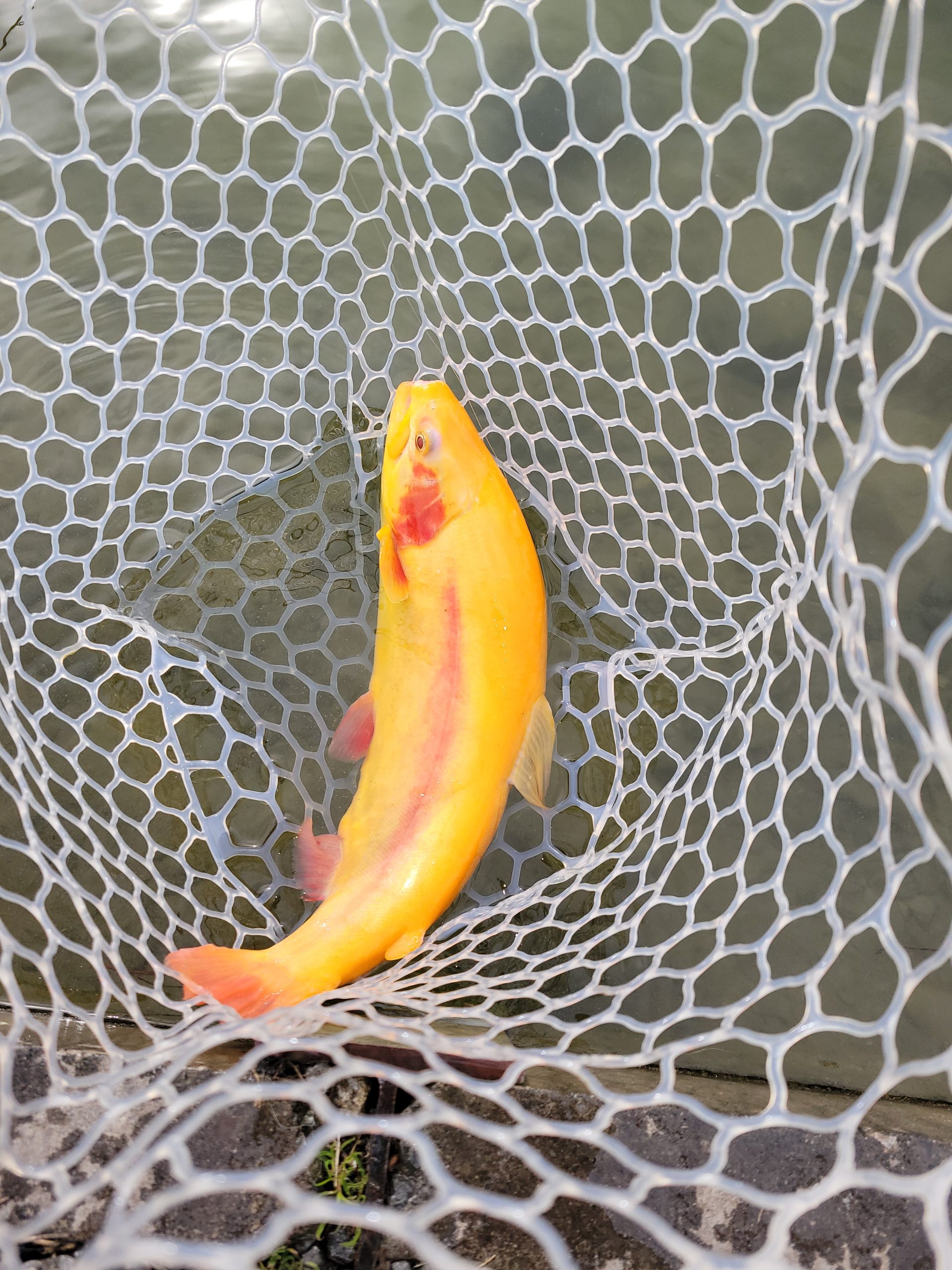 2月20日（金）八王子市　ウスイ　さん