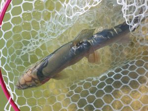 2月23日（月・祝）武蔵野市　武蔵野君さん