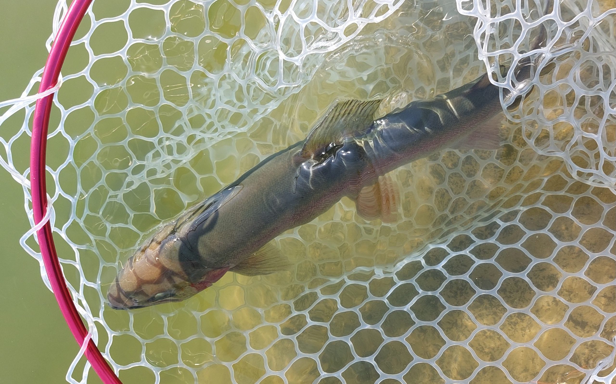 2月23日（月・祝）武蔵野市　武蔵野君さん