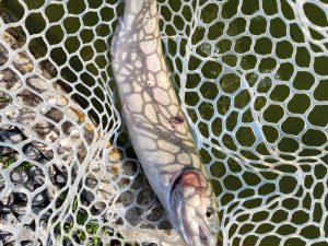 2月27日(金)　あきる野市　a…hiranoさん