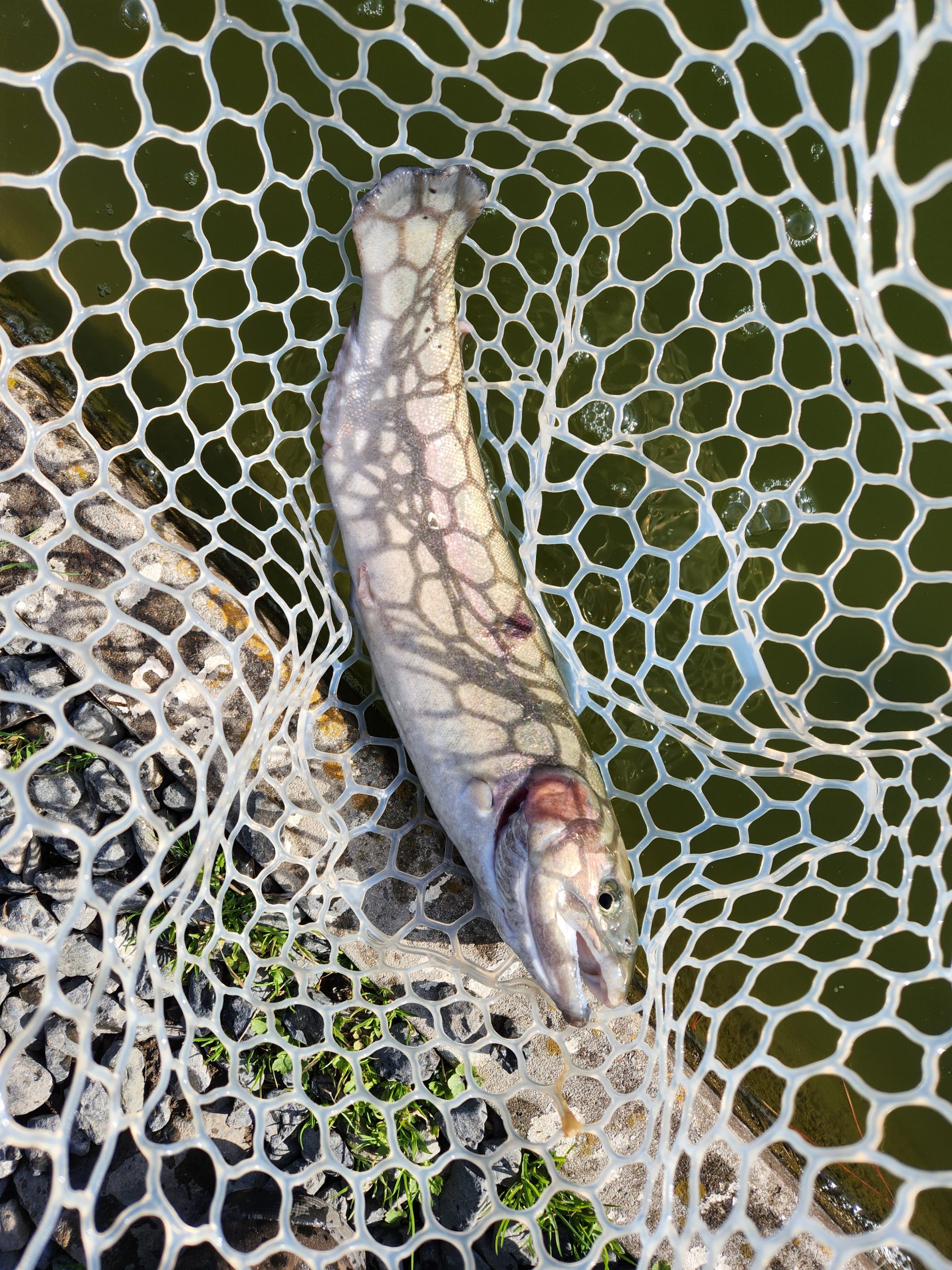 2月27日(金)　あきる野市　a…hiranoさん