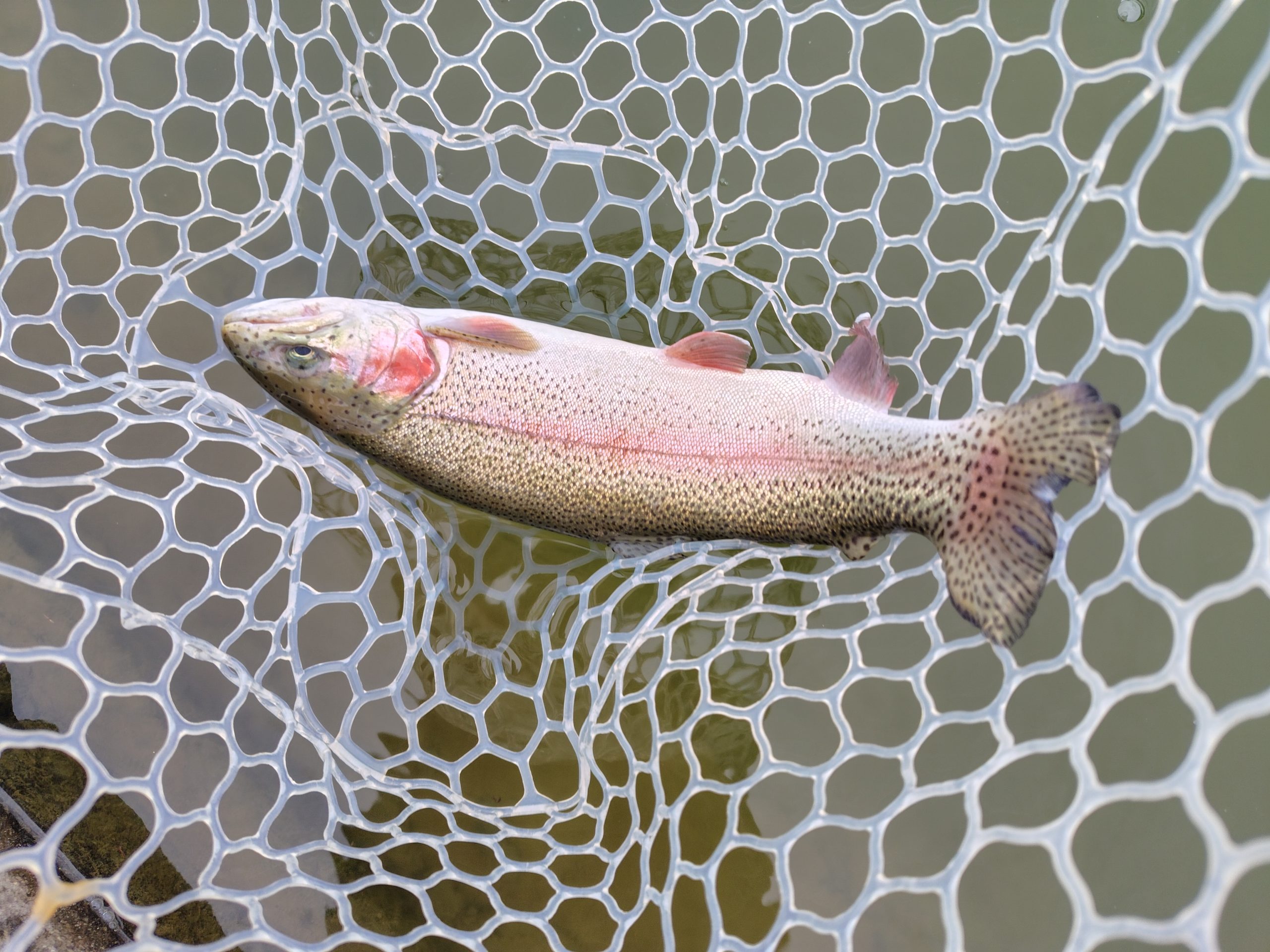 2月27日(金)　東村山市　スギさん