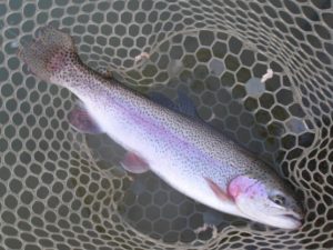 2月6日（金）三鷹市　kazu53さん