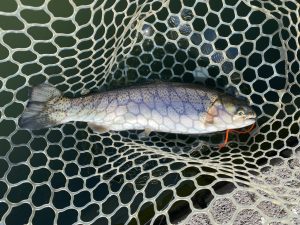 2月4日（水）坂戸市　タロヤンさん