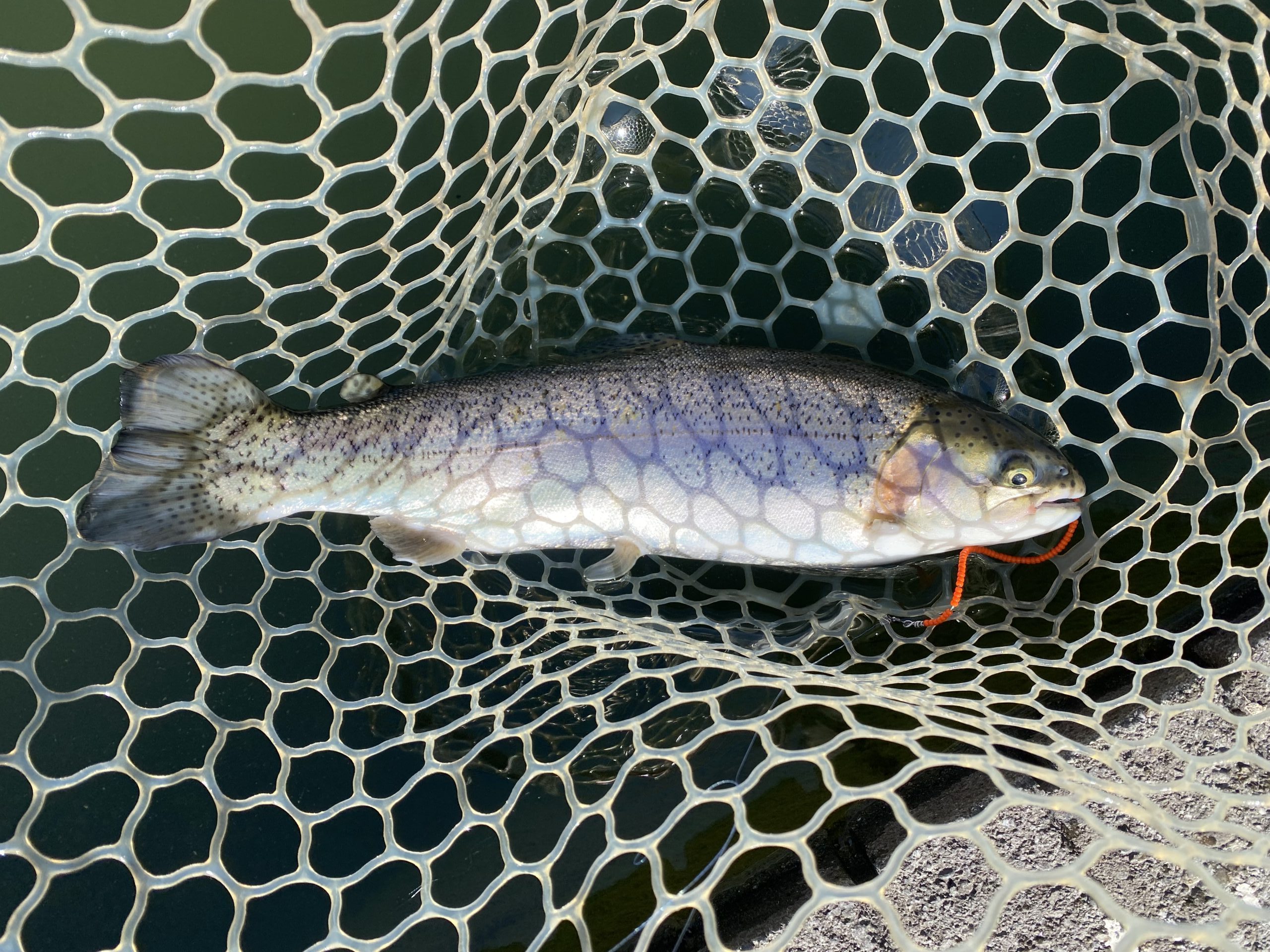 2月4日（水）坂戸市　タロヤンさん