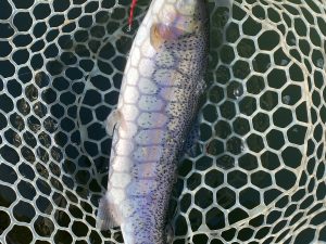 2月18日(水)　坂戸市　タロヤンさん