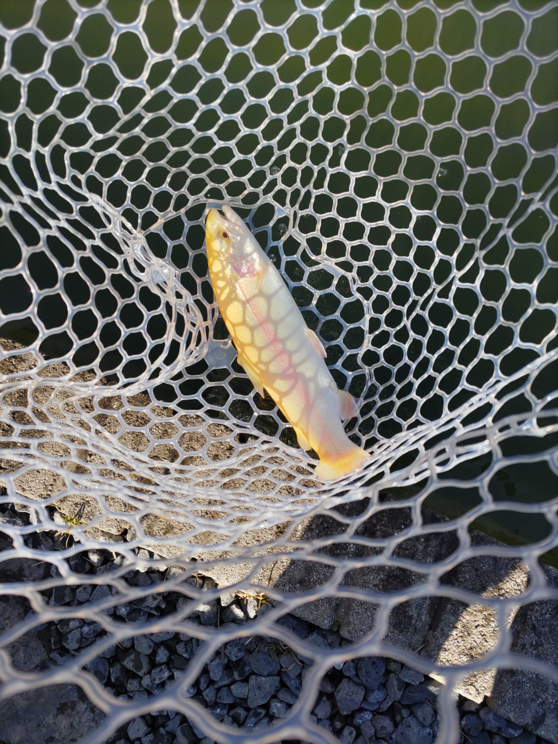 １月31日（土）和光市　かんたさん