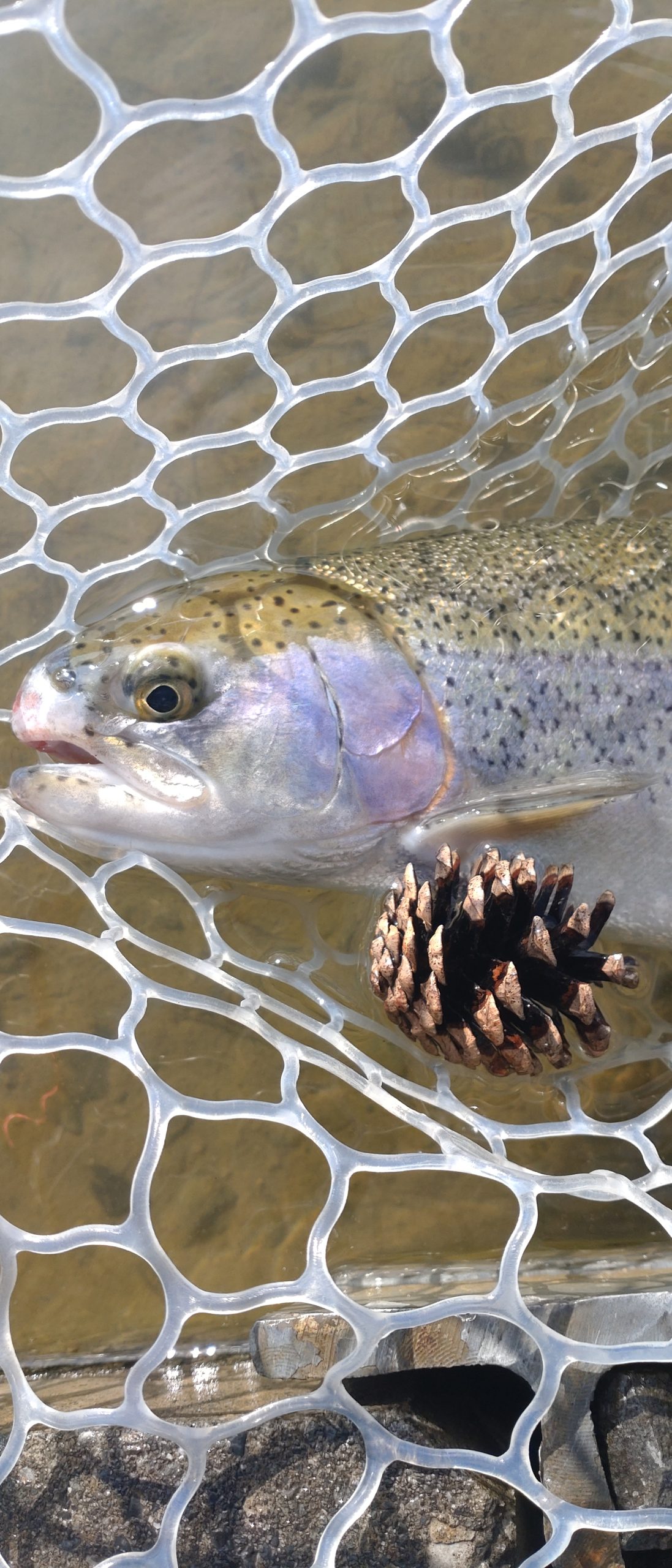2月18日(水)　福生市　ミーナさん