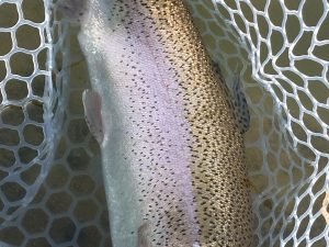 １月31日（土）三鷹市　くにザイルさん