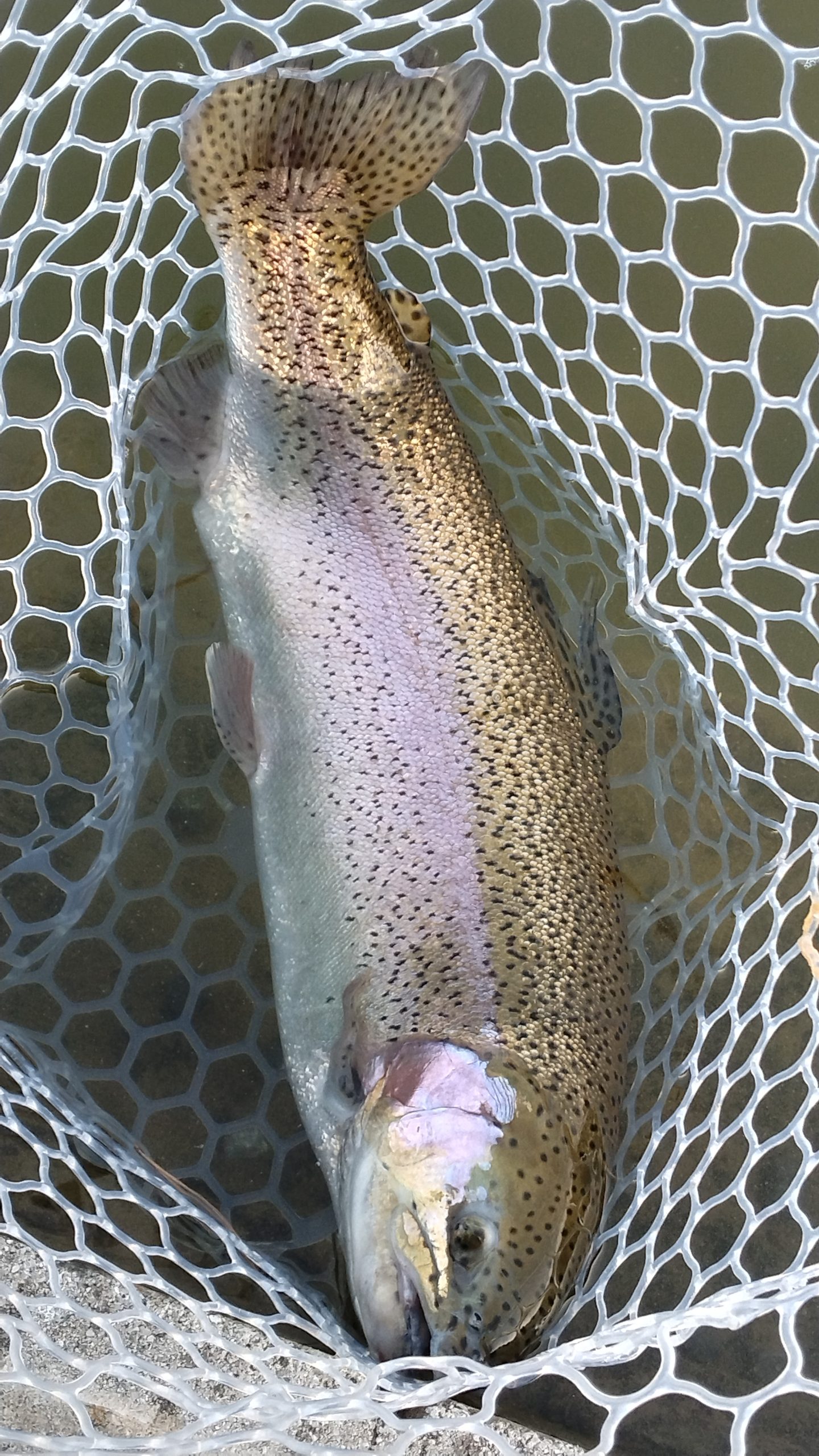 １月31日（土）三鷹市　くにザイルさん