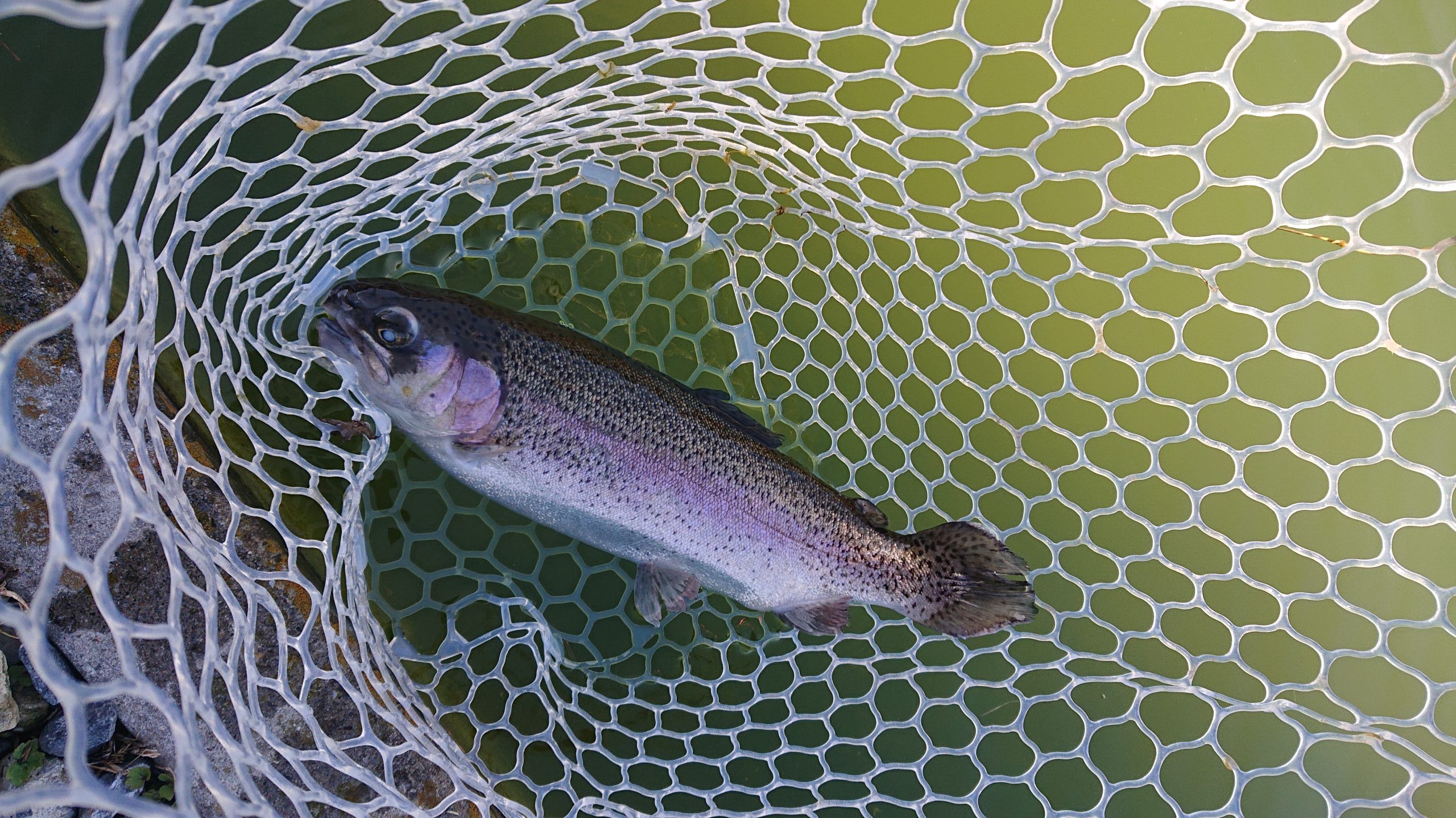 2月9日（月）日の出町　田村さん